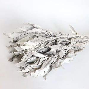 Décoration Véritable Naturel Dusty <span class=keywords><strong>Miller</strong></span> Fleur Séchée Naturelle Feuille d'Argent Véritable Chrysanthème Feuilles Sèches Dusty <span class=keywords><strong>Miller</strong></span> - Product Image 3
