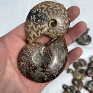 Vente en gros de spécimens d'ammonites naturelles de haute qualité, cristaux de guérison, <span class=keywords><strong>pierres</strong></span> précieuses en quartz pour cadeaux <span class=keywords><strong>minéraux</strong></span> - Product Image 3