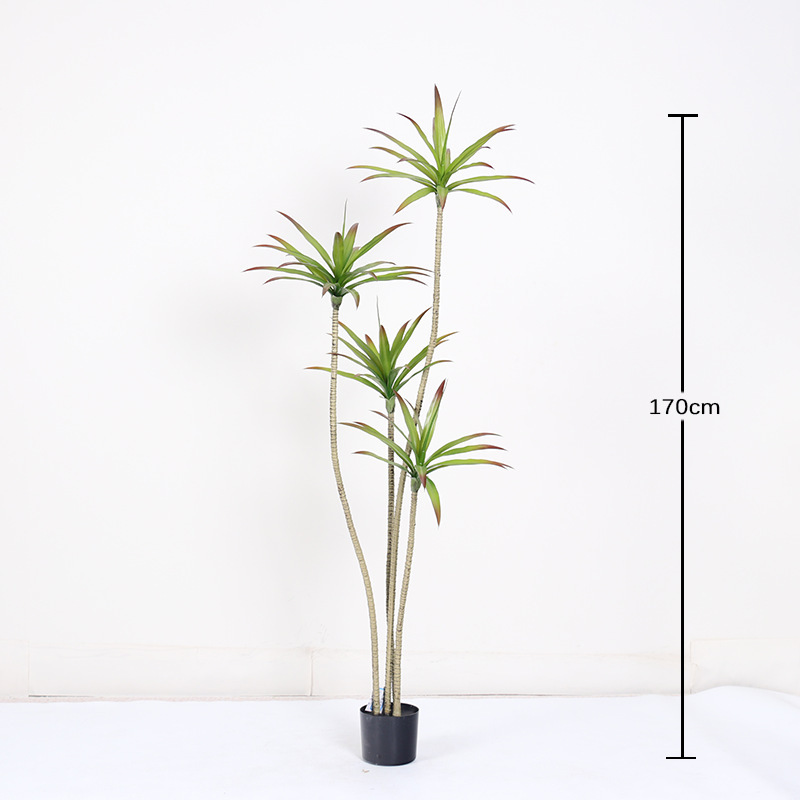 Plante miniature en pot d'agave 170 cm