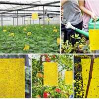 Dubbelzijdige gele kleefvallen, doe-het-zelf snijbaar voor fruitvliegen, wittevliegen, bladkruipers, voor gebruik in huis, tuin, kas en op de boerderij