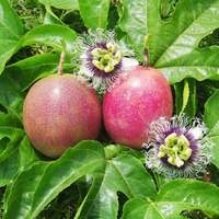 RTY Passievruchtzaden Non-GMO Hoge Kwaliteit Fruitzaden voor Commerciële Landbouw Groothandel Aangepaste Verpakking