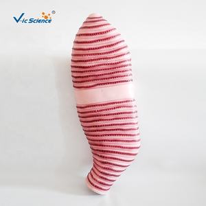 केंचुआ जीव विज्ञान के विच्छेदन मॉडल केंचुआ शारीरिक चिकित्सा विज्ञान शिक्षा मॉडल - Product Image 3