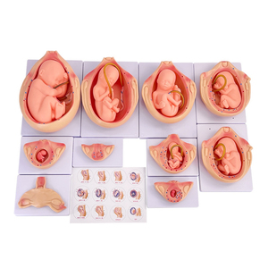 Thai nhi phát triển zm5046 - Product Image 2