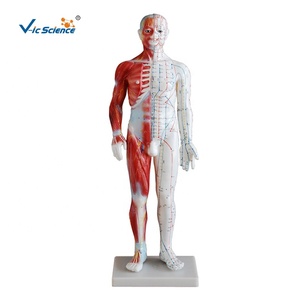 Modelo de Acupuntura Masculina Chinesa com Pontos de Acupuntura Masculinos, Modelo de Ciência Médica com Meridianos de Acupuntura Muscular - Product Image 1