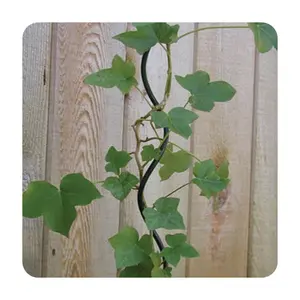 Tomatensteun Staak Spiraalvormige Klimdraad Voor Tuinplant Bloementuinbouw