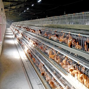 Conception de poulailler à cages superposées pour 25 000 poulets, ferme avicole avec équipement de cages à batterie entièrement automatique - Product Image 5