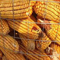 Clôture en treillis soudé en acier doux galvanisé antirouille à mailles carrées pour fermes, poulaillers, cages à lapins et élevages