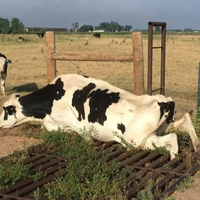 Les grilles résistantes de bétail ont galvanisé la garde de bétail de panneaux de bétail pour des yards de ferme