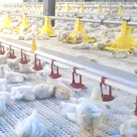 ZZ LML51 Équipement d'élevage avicole en gros, ligne d'alimentation pour poulets, système d'alimentation automatique pour poulets