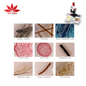 Matériel pédagogique pour enfants : 12 lames préparées en plastique représentant des plantes, aides pédagogiques pour enfants - Product Image 5