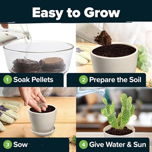 Kit de cactus succulents de jardin bricolage de qualité supérieure 4 marqueurs plateaux d'égouttement sol-pour les amateurs de plantes comprend un pot de fleurs artificielles - Product Image 5