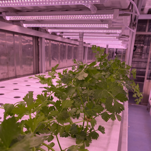 40ft đa-span thủy canh <span class=keywords><strong>container</strong></span> nhà kính với bộ phim nhựa Bìa kích thước lớn phát triển hệ thống cho nông nghiệp - Product Image 2