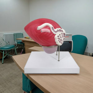 Modèle anatomique de la vessie masculine avec prostate, 2 parties, modèle anatomique de la prostate, modèle anatomique du système reproducteur - Product Image 2