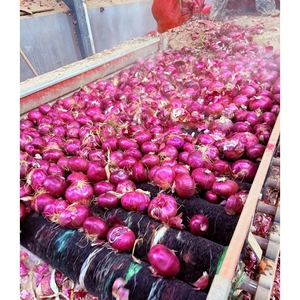 Meilleure saveur épicée petit oignon rouge naturel 5-7cm importateur de Chine fournisseur d'oignons grande <span class=keywords><strong>taille</strong></span> oignon rouge frais légumes frais - Product Image 4
