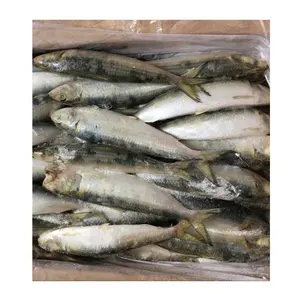 Sardina de China para mercado de Tailandia, 10kg