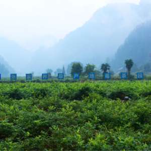 Частный бренд, китайский широколистный оздоровительный напиток, органический ягодный чай Zhangjiajie - Product Image 6