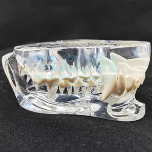 Modelo de Dientes de Resina Dental Transparente para Perros y Gatos, Modelo de Dientes de Mascotas, Dientes de Resina Animal, Enseñanza Dental Veterinaria - Product Image 5