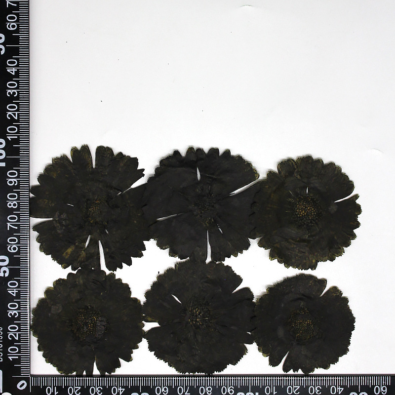 MH639-Black-Calendula
