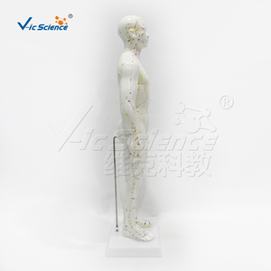 Modèle d'acupuncture humaine masculin <span class=keywords><strong>de</strong></span> 50 cm avec points d'acupuncture et méridiens, avec base en plastique - Product Image 6