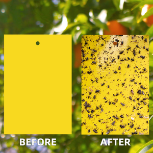高コスト効果の高い黄色PPシート材料ダブルサイズ効果的なダニ害虫駆除のためのイエローブルー粘着トラップ - Product Image 2