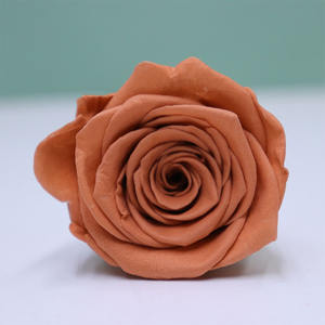 Pre-5 Grade Forever Eternal Préservé Roses 5-6cm Déco Fleurs pour Noël et Saint Valentin Décoration et Cadeau - Product Image 6