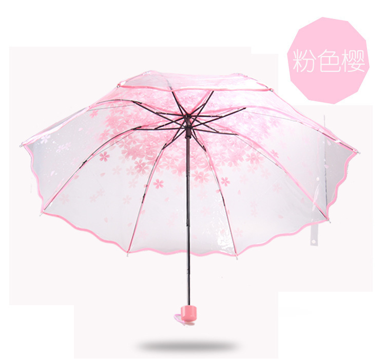 Apollon Sakura rose