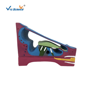 Ốc tai và cortis Organ Tai mô hình tai giải phẫu mô hình - Product Image 1