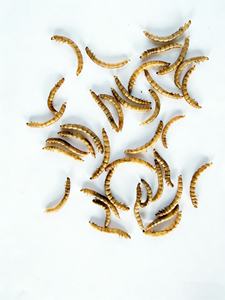 Venta al por mayor de gusanos de harina naturales secos, estándar ISO22000 HACCP, suplementos para la salud de mascotas, alimento para Koi, peces dorados, periquitos, loros y palomas - Product Image 3