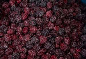 Groothandel Biologische Bevroren Braambes Bulk Iqf 10Kg Hele Vruchten Met Waterbehoud - Product Image 6