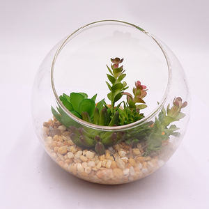 Fiore Succulento Artificiale Moderno <span class=keywords><strong>in</strong></span> <span class=keywords><strong>Vaso</strong></span> di Vetro, Piccola Pianta Succulenta Artificiale - Product Image 2