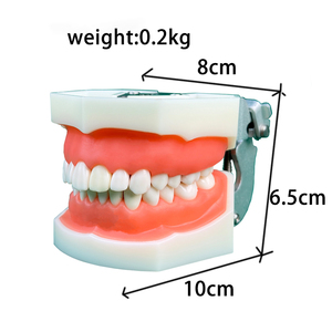 Nhà máy HOT salesoft gingiva nha khoa mô hình nha khoa bột giấy sứ Veneer nha khoa tiêu chuẩn 28 có thể tháo rời răng - Product Image 2
