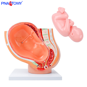 แบบจำลองกระดูกเชิงกรานคนตั้งครรภ์ ขนาดเท่าจริง ทำจาก PVC แบบจำลองกายวิภาคของทารกในครรภ์ สำหรับการสอนทางวิทยาศาสตร์การแพทย์ สำหรับแบบจำลองกายวิภาคของหญิงตั้งครรภ์ - Product Image 2