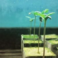 6 pouces Lowes Prix Rock Stone Wool Malaysia Cubes 6 "Rock Mineral Wool Seed Grow Isolation Plugs