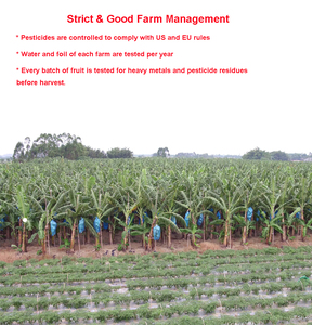 Bán Buôn Đông Khô Chuối Ngọt Ngào Chip Cắt Lát Trái Cây Sấy Khô Snack Bảo Quản Trong Số Lượng Lớn Gói Chân Không Trực Tiếp Từ Trung Quốc Nhà Cung Cấp - Product Image 3