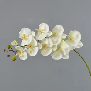 Piantine di orchidea phalaenopsis di pregevole fattura per la decorazione domestica