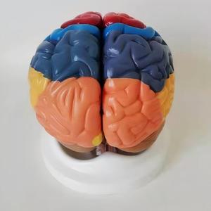 Modèle anatomique des zones fonctionnelles du <span class=keywords><strong>cerveau</strong></span> humain, codées par couleur, en 2 parties, pour l'enseignement de la neurosciences - Product Image 4