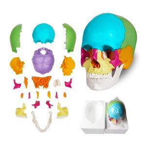 <span class=keywords><strong>El</strong></span> modelo de cráneo anatómico médico incluye FRT025 pintado de colores, <span class=keywords><strong>el</strong></span> hueso entero se puede dividir en 22 Partes, modelo de <span class=keywords><strong>esqueleto</strong></span> de cráneo - Product Image 1