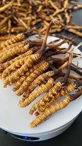 Чистый натуральный Кордицепс Синенсис оптом, грибок, сушеный Кордицепс Синенсис - Product Image 6