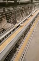 Nouvelle Offre Spéciale : Cage à Poulets en Acier Galvanisé à 4 Niveaux Type H pour l'Élevage de 5000 Poules Pondeuses en Batterie pour Ferme Avicole