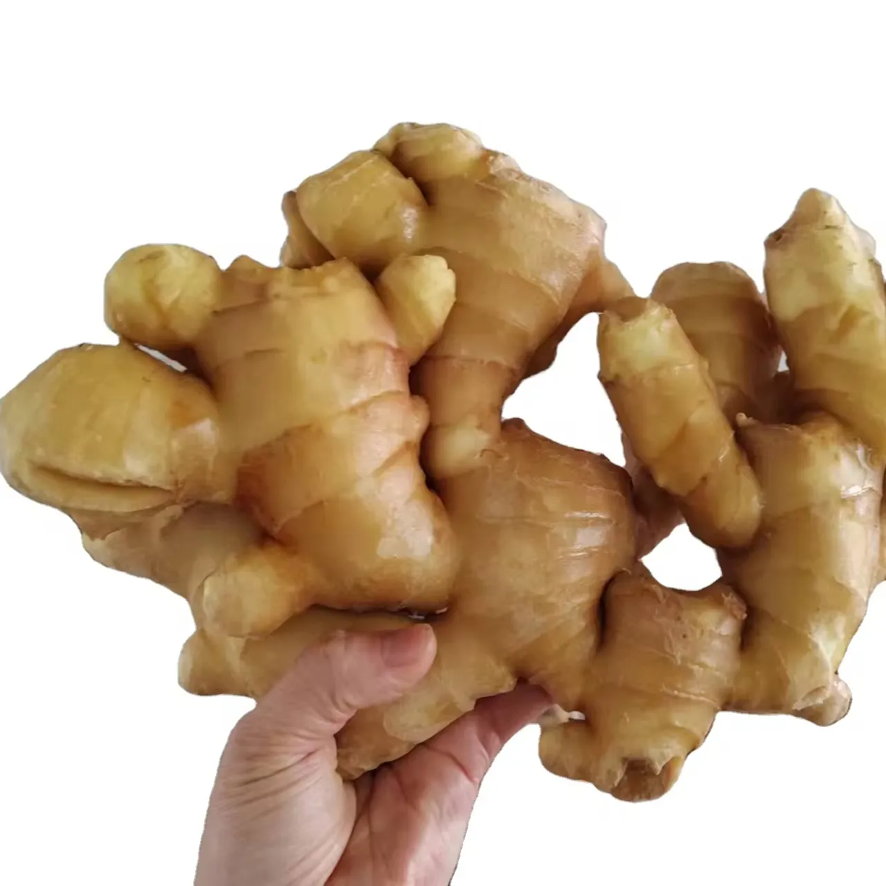 Raw Ginger Made in China Clean Ginger Price Import from China