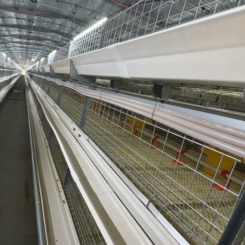 Fully Automatic H Type Animal Cages
