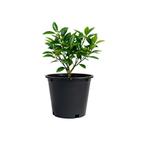 Pots de pépinière en plastique PP écologiques et durables LUYI-Gallon, drainage, légumes, tomates, petits arbres, utilisation à domicile et au jardin