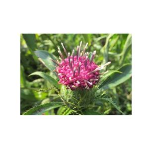 Erva Extract <span class=keywords><strong>Atractylodes</strong></span> Macrocephala/bighead <span class=keywords><strong>Atractylodes</strong></span> <span class=keywords><strong>Rhizome</strong></span>/grangehead <span class=keywords><strong>Atractylodes</strong></span> Extract Pó - Product Image 2