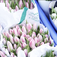 Neu eingetroffen: Frisch geschnittene natürliche Lilienblätter und Dekorationsblumen