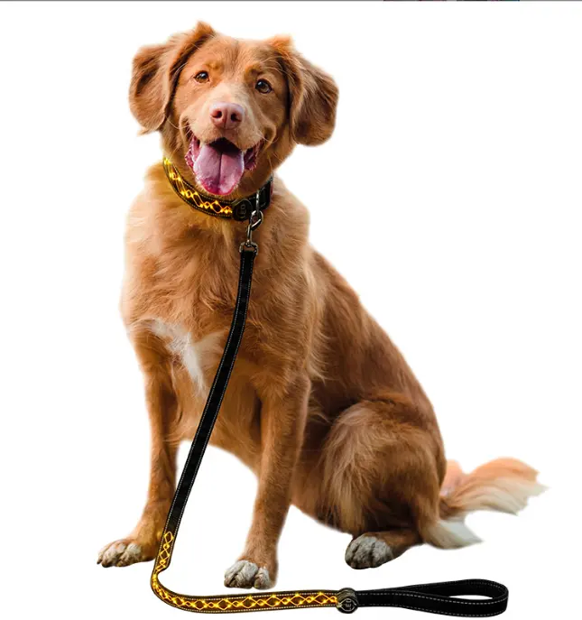 Bán buôn sản phẩm mới chiếu sáng đi bộ đêm phát sáng USB sạc LED Dog Leash