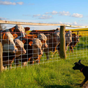 Clôture en treillis galvanisé <span class=keywords><strong>à</strong></span> chaud pour bétail, sécurité des ranchs, clôture de ferme pour bovins et moutons, clôture de champ, clôture de pâturage pour chevaux, treillis tissé - Product Image 2