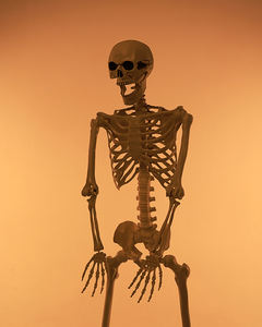 Model Kerangka Halloween Lintas Batas untuk Dekorasi Pesta Taman, Perlengkapan Rumah Hantu, Kerangka Plastik 165cm - Product Image 3