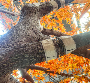 Cây nhân tạo cho trong nhà trang trí <span class=keywords><strong>Maple</strong></span> Nhật Bản Red <span class=keywords><strong>Maple</strong></span> cây cây nhân tạo - Product Image 6