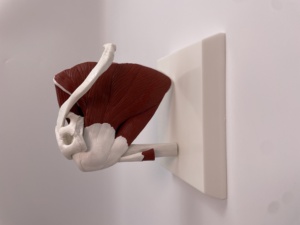 PVC plastik sendi bahu Model struktur kerangka otot ligamen termasuk struktur bahu tulang selangka Humerus skapula - Product Image 5