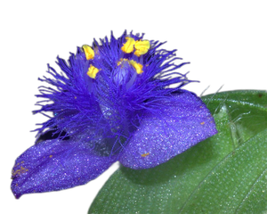 <span class=keywords><strong>Ecdysone</strong></span> 50% thực vật tự nhiên <span class=keywords><strong>ecdysone</strong></span> <span class=keywords><strong>cyanotis</strong></span> <span class=keywords><strong>arachnoidea</strong></span> chiết xuất 98% <span class=keywords><strong>ecdysone</strong></span> bột - Product Image 4